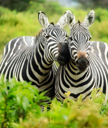 zebras-on-zebra-247376